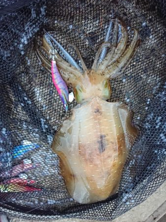 今期の記録更新