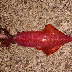 好状況ながら渋い