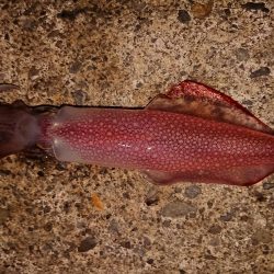 今期の記録更新