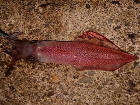 今期の記録更新