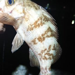 相変わらずのチビ