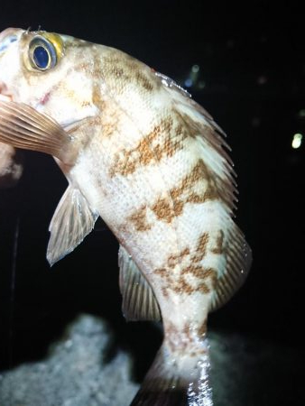 相変わらずのチビ