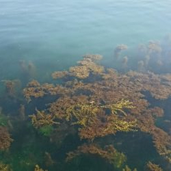 またまたｼﾘﾔｹｲｶ