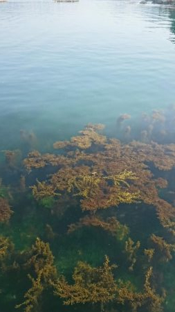 またまたｼﾘﾔｹｲｶ