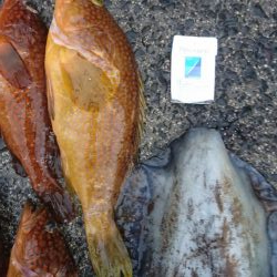 初ロックフィッシュ