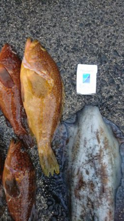 初ロックフィッシュ