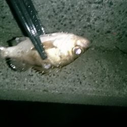 アジ！アジ！アジー！