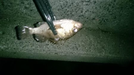 アジ！アジ！アジー！