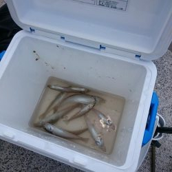 んーなかなか乗らず(^_^;)