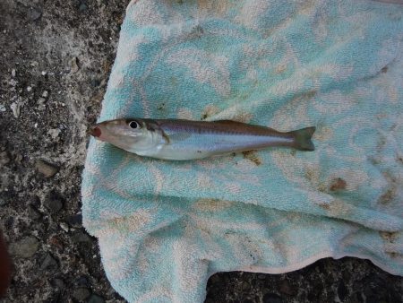 播磨新島のキス情報