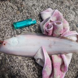 播磨新島のキス情報