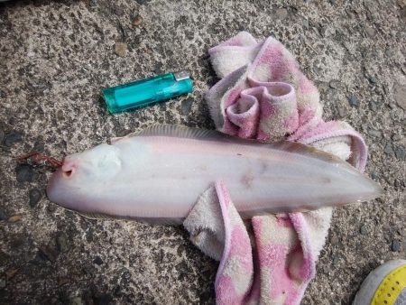 播磨新島のキス情報