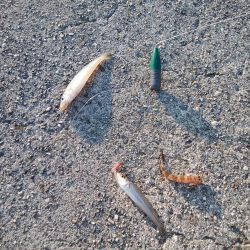 志筑周辺でキス狙い