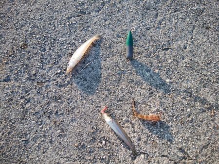 志筑周辺でキス狙い