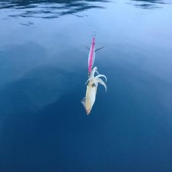 ケンサキエギング