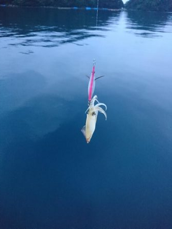 ケンサキエギング