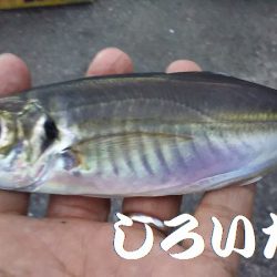 カタクチイワシとツバスなど、他にもいろいろ釣れました。