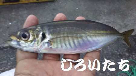 カタクチイワシとツバスなど、他にもいろいろ釣れました。