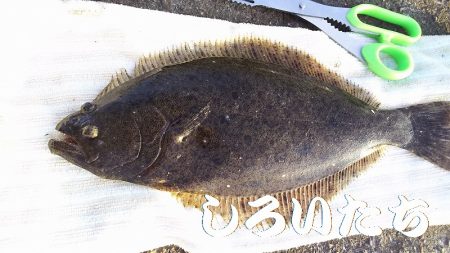 いろいろ釣れた。