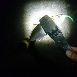 好調！！アジング短時間