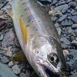 厳しい釣りの中やっと出た今季最大アマゴ