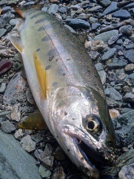 厳しい釣りの中やっと出た今季最大アマゴ