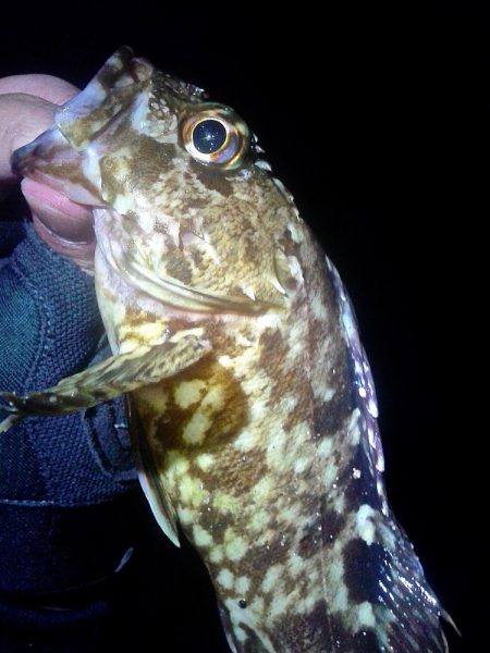 おきそが戻ってきた！