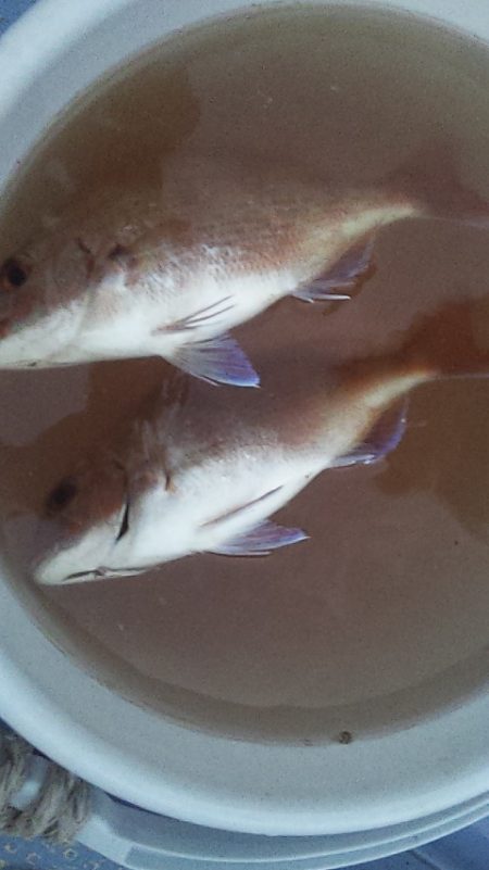 アジよりマダイ