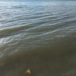 淀のハクパターン