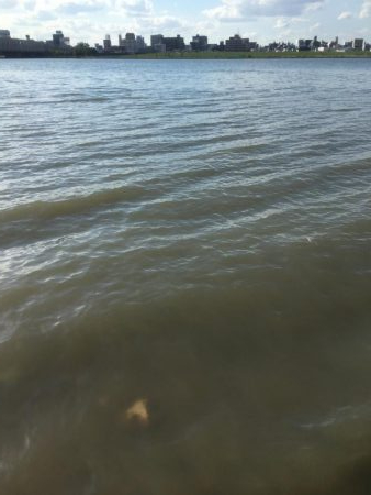 淀のハクパターン