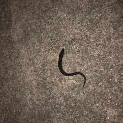 ちょいしぶアナゴ