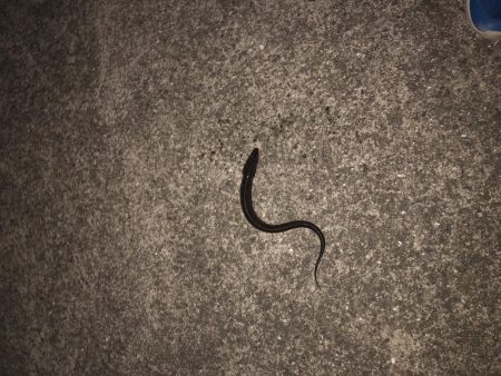 ちょいしぶアナゴ