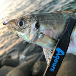 夕方〜30分程アジング