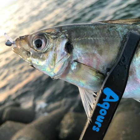 夕方〜30分程アジング