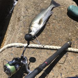 デイサーフシーバス