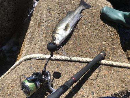 デイサーフシーバス