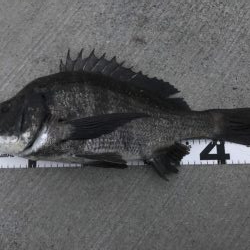 イチノ兄弟、釣果！