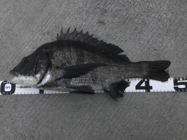 イチノ兄弟、釣果！