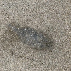 小さいけど本命