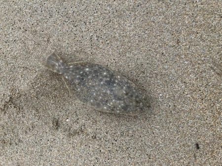 小さいけど本命