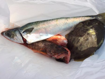 ボートフィッシング