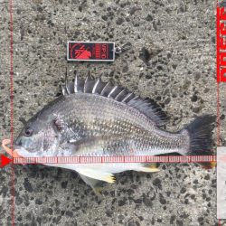 南西風と濁りが吉