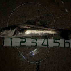 久しぶりのスズキサイズ