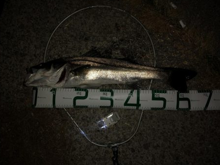 久しぶりのスズキサイズ