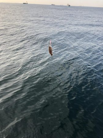 あおものを釣りに。。