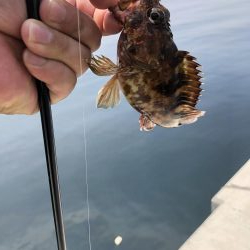 伊吹島でライトゲーム