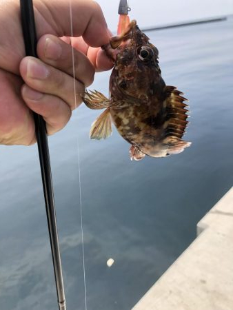 伊吹島でライトゲーム