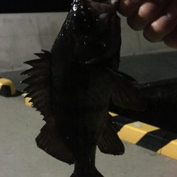 なぐさめバル(つω･`)⊃