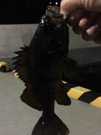 なぐさめバル(つω･`)⊃