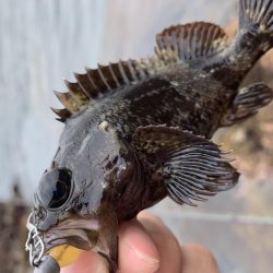 ロックフィッシュ大量